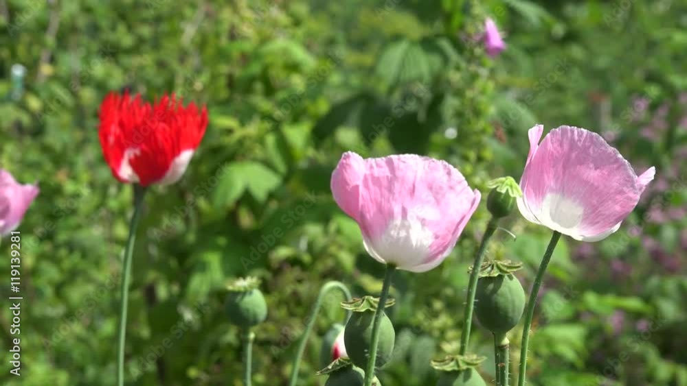 Decorative poppy flower blooms move in wind in summer garden. 4K Decorative poppy flower blooms move in wind in summer garden. 4K