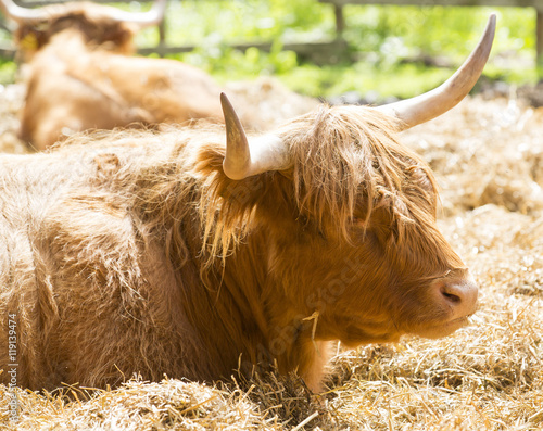 Highland cattle laying in the hay.