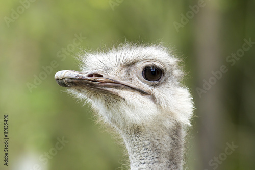 Head portrait of an Ostrich. Also known as the common ostrich or  Struthio camelus. 