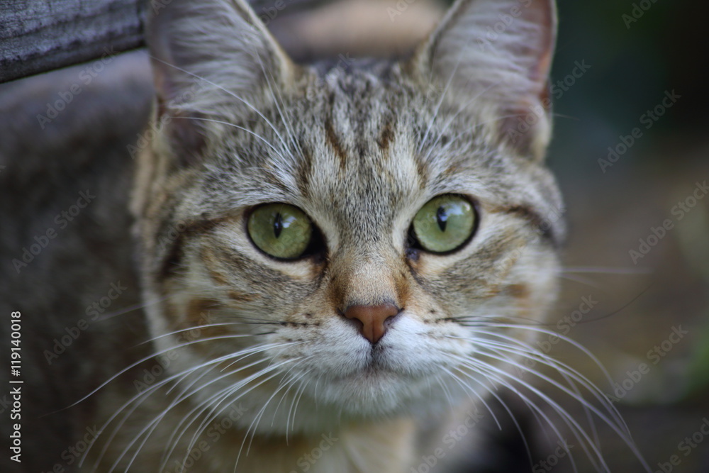 chat chat