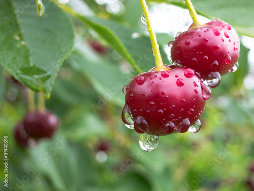 Red cherry berries on a tree branch with water drops. The background is blurred