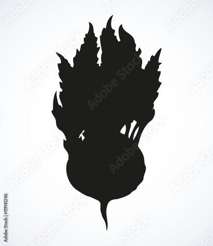 Kohlrabi. Vector drawing