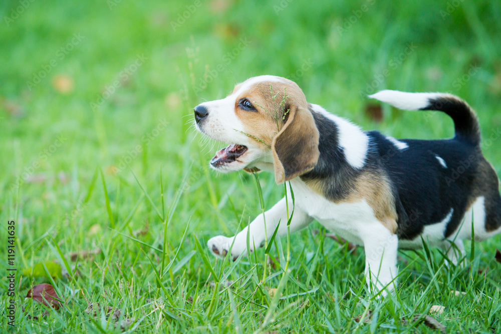 Puppy Beagle enjoy playing in the park.