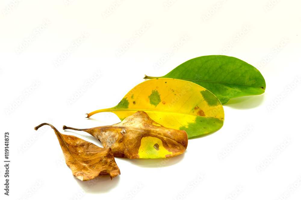 Fototapeta premium green leaves and dry leaves on white background
