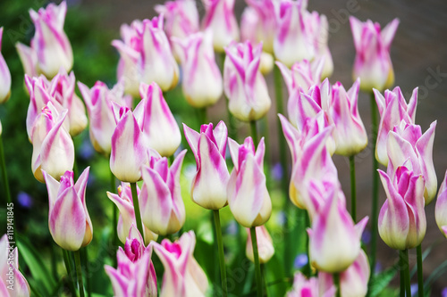 Fototapeta Naklejka Na Ścianę i Meble -  Blooming tulips in Keukenhof, also known as the Garden of Europe
One of the world's largest flower gardens. 
Lisse, the Netherlands.
