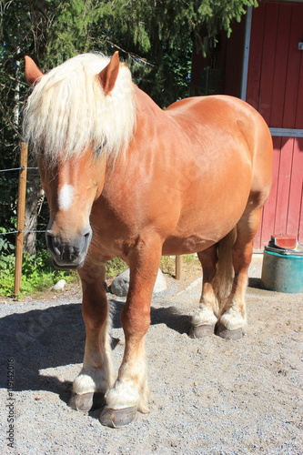 Haflinger (Pferd) mit blonder Mähne