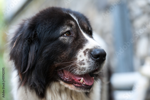 Portrait of a Bucovina shepherd dog photo