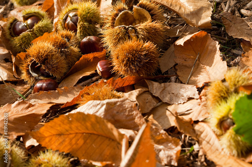 châtaignes par terre dans les feuilles d'automne