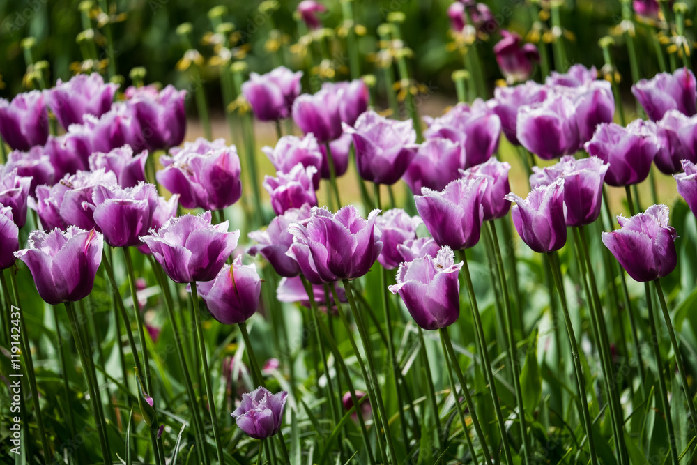 Blooming tulips in Keukenhof, also known as the Garden of Europe
One of the world's largest flower gardens.
Lisse, the Netherlands.
Blooming tulips in Keukenhof, also known as the Garden of Europe
One of the world's largest flower gardens.
Lisse, the Netherlands.