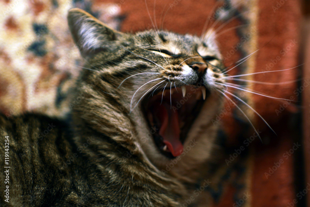 кошка зевает фотография Stock | Adobe Stock