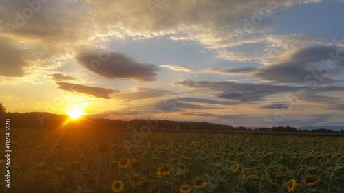 Campo di girasoli al tramonto photo
