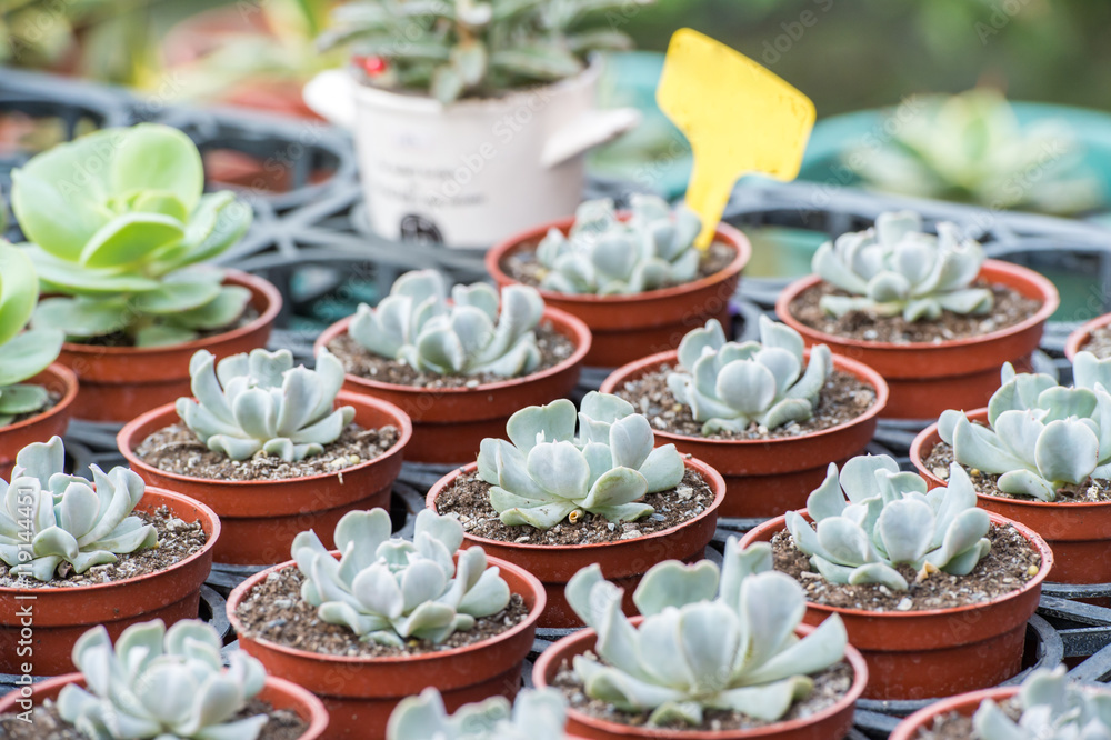 topsy turvy echeveria
topsy turvy echeveria