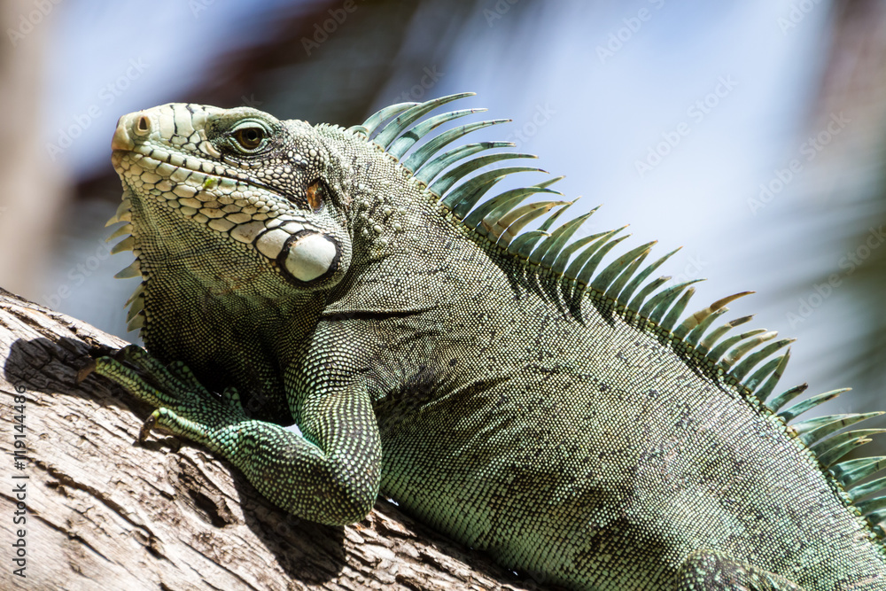 Fototapeta premium Jaszczurka Iguana zielona, tropikalna istota, wspinająca się na palmy na karaibskiej wyspie Gwadelupa.