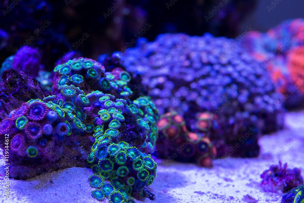 Naklejka premium マメスナギンチャク