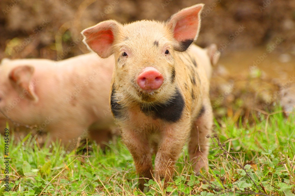 Cute piglet Cute piglet