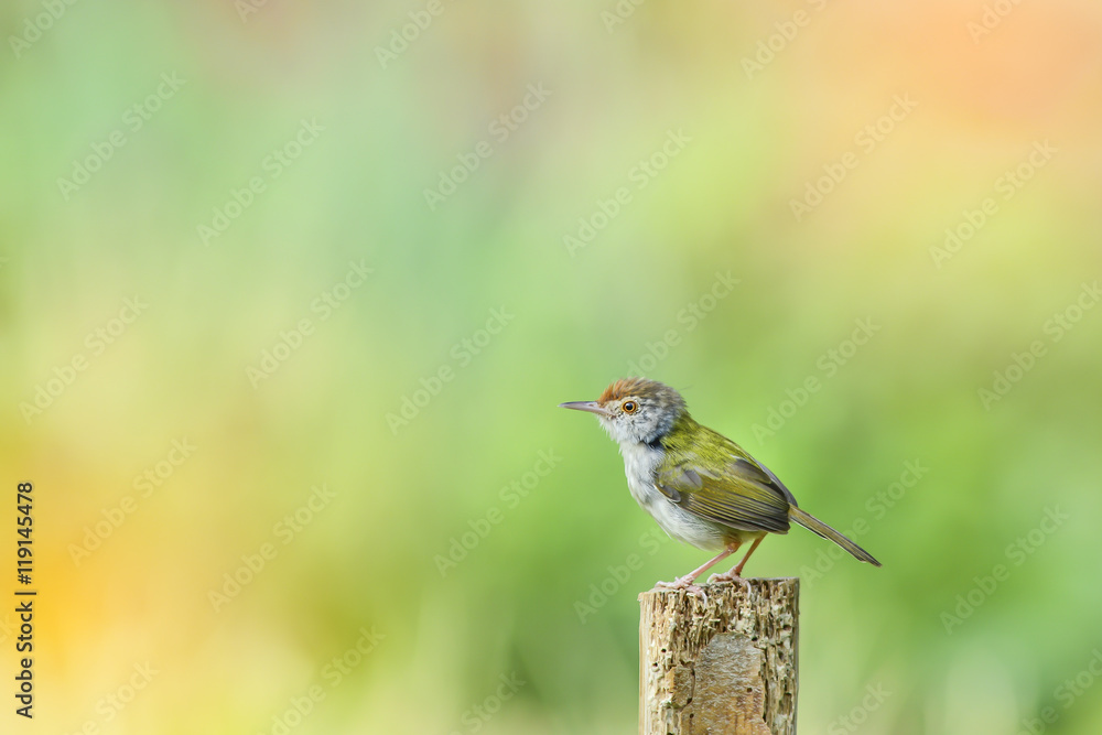 Fototapeta premium Common tailor bird