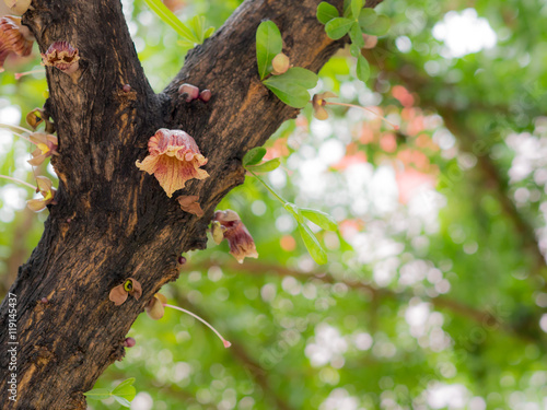 flowers of white cheesewood tree.
 photo