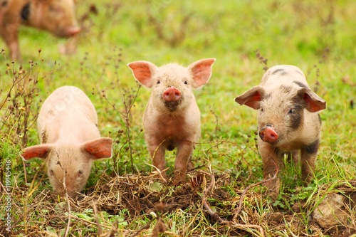Three little piglets in nature © Simun Ascic