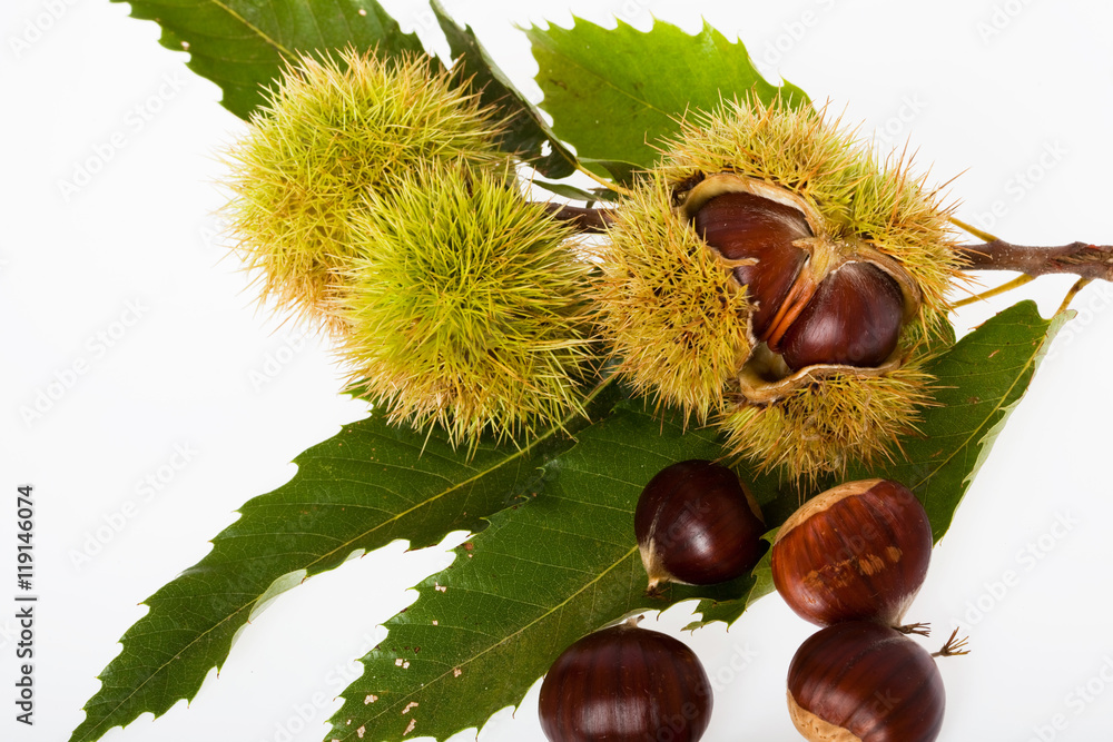 marrons, châtaignes et bogues