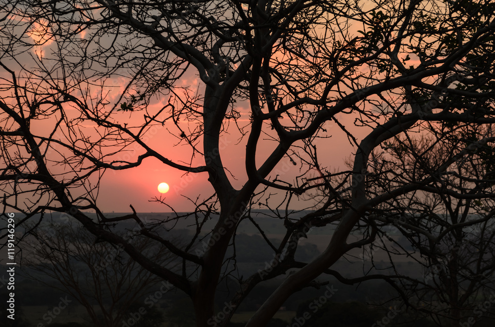 silhueta de uma árvore contra um por de sol silhueta de uma árvore contra um por de sol