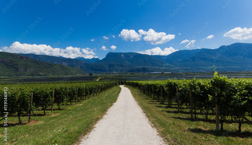 Vineyards on the wine route in Bozen
