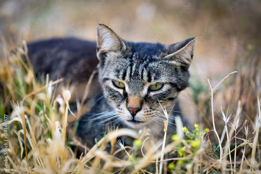 Fototapeta premium cay in dry grass