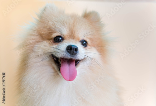 Dog pomeranian spitz smiling photo