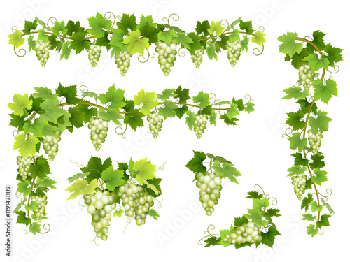 Set of bunches of white grapes. Cluster of berries, branches and leaves. Vector illustration about harvest and wine making. photo