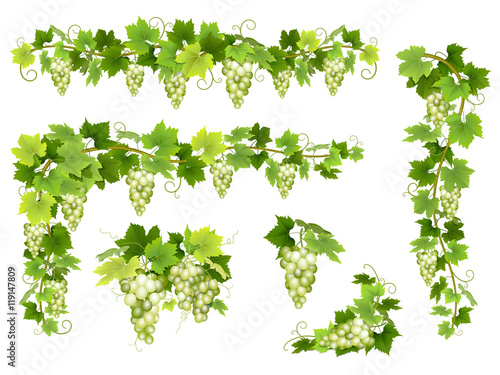 Set of bunches of white grapes. Cluster of berries, branches and leaves. Vector illustration about harvest and wine making.