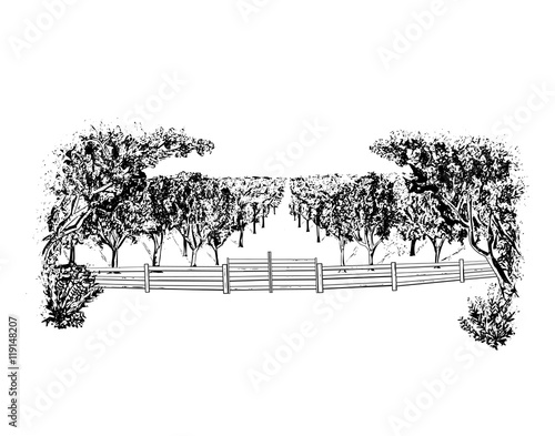 Orchard
