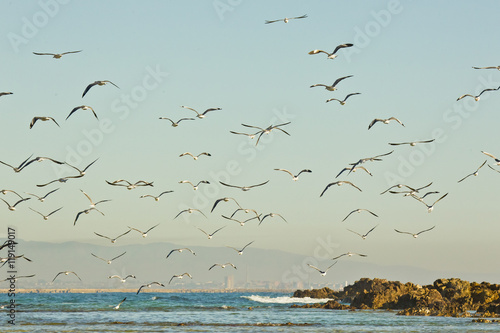 beach scene with Seagulls and birds at sunrise