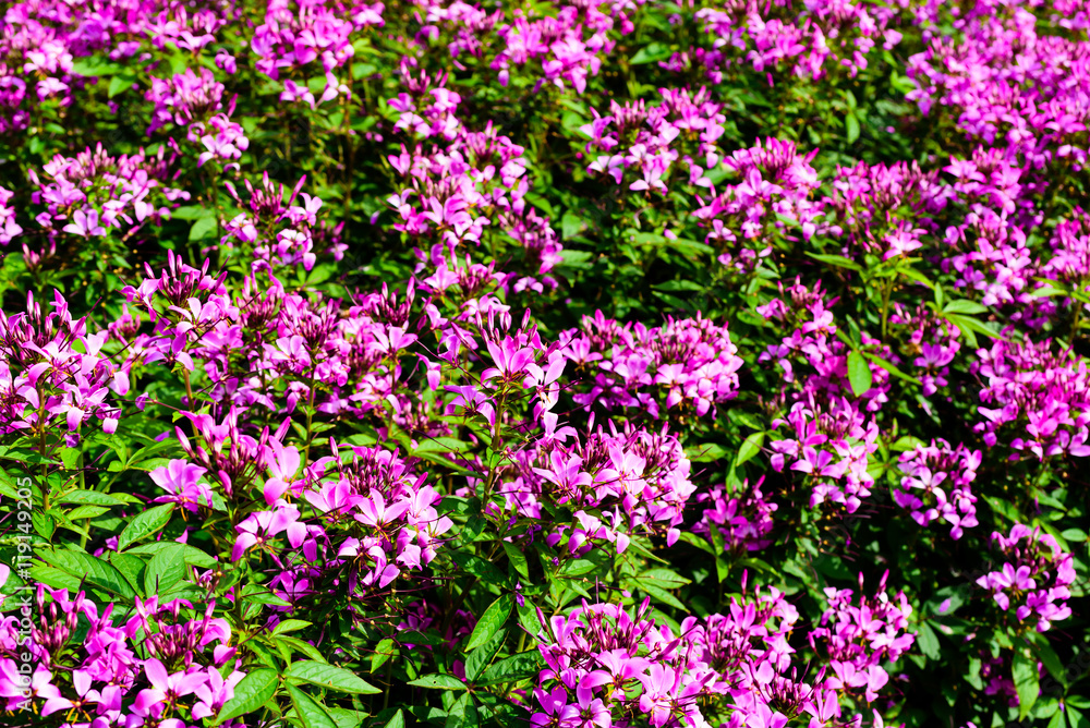 Unknown pink flowers found in a flowerbed in a public park.