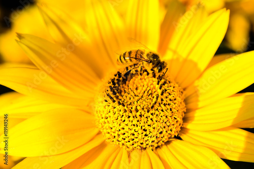 Honeybee pollinating a bright yellow Heliopsis helianthoides cultivar  rough oxeye  smooth oxeye or false sunflower 