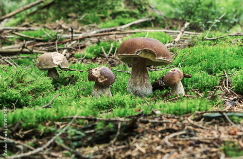 Boletus edulis. Boletus edulis is edible mushroom. Boletus edulis in forest. Mushroom. Mushroom boletus edulis - healthy and delicates food.