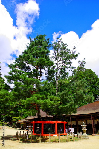 高野山檀上伽藍の三鈷の松