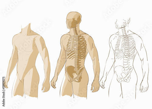 Human body and skeleton