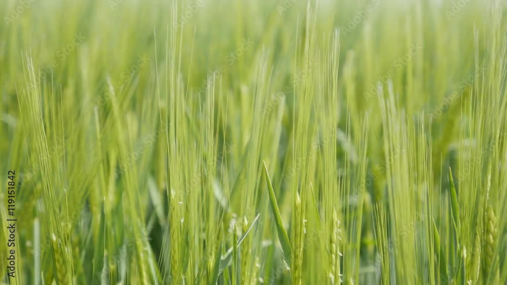 Green fields of wheat young plants on the wind agricultural background 4K 2160p 30fps UltraHD footage - Organic Triticum genus food cereals plantation 4K 3840X2160 UHD video Green fields of wheat young plants on the wind agricultural background 4K 2160p 30fps UltraHD footage - Organic Triticum genus food cereals plantation 4K 3840X2160 UHD video