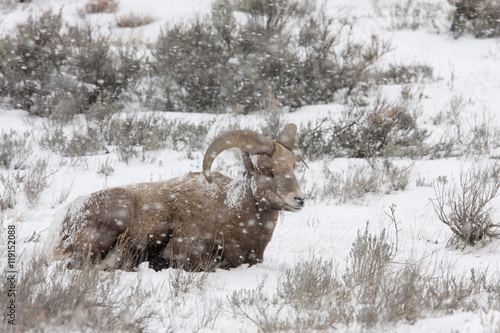 Canvas Print Bighorn Sheep