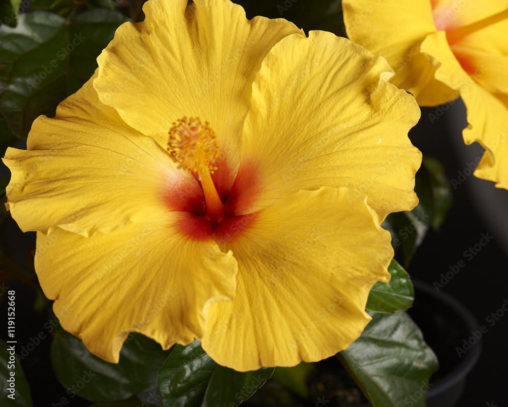 Fototapeta premium Flower-Hibiscus