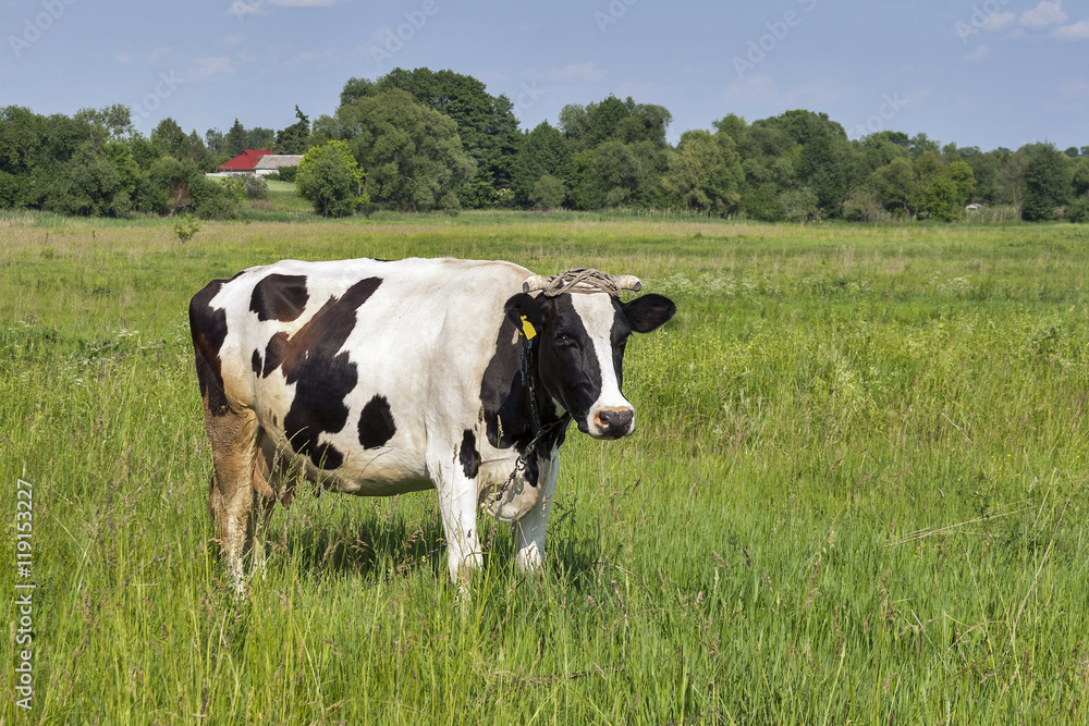 black and white cow in a meadow