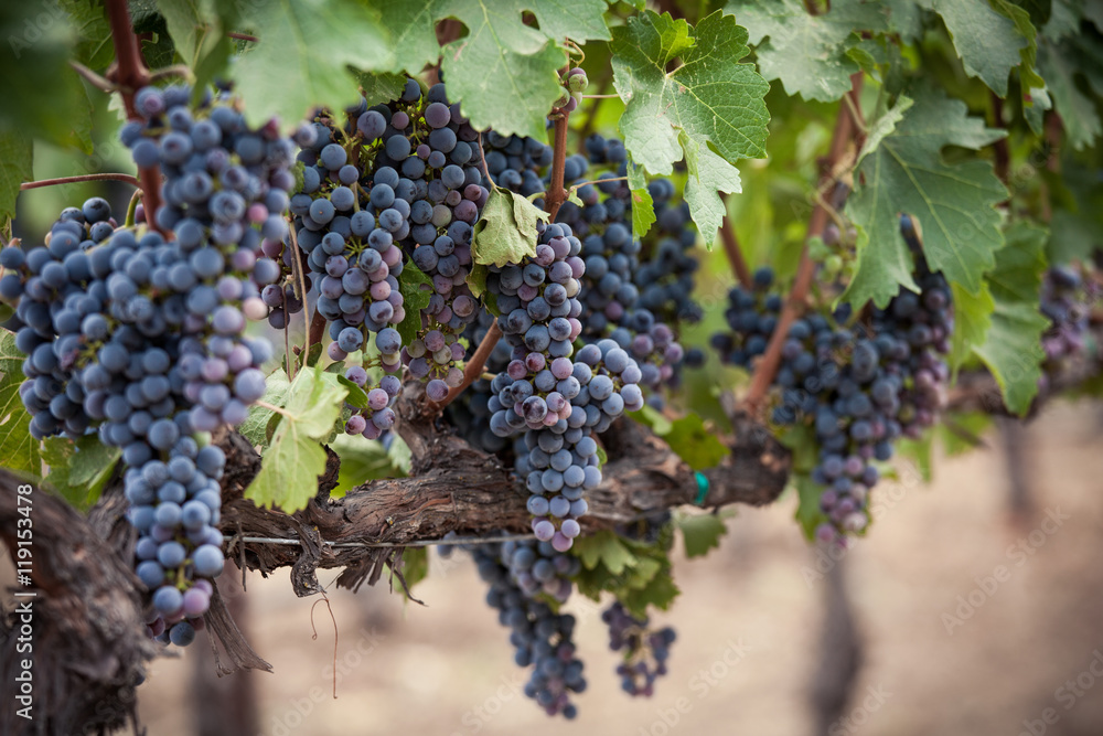 Bright purple clusters of grapes in Napa Valley California vineyard. Shallow depth of field of Napa wine grapes hanging from a vine. Saturated purple and blue hues of the grapes during veraison.