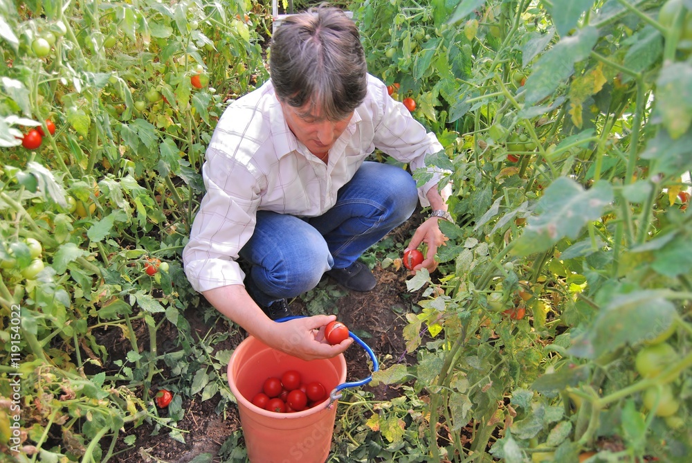 Fototapeta premium man collects tomatoes in a greenhouse