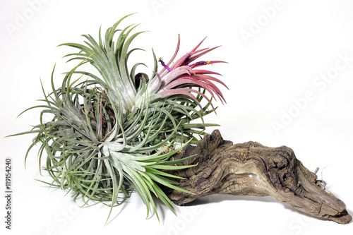 flower,background,close up