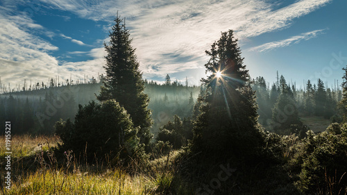 Sun rays in the crowns of conifers. Breznik hill. South Bohemia photo