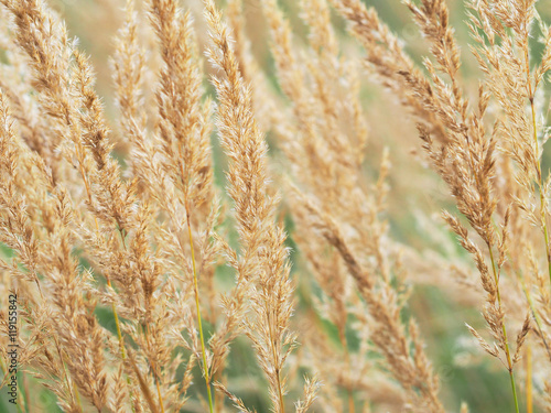 autumn meadow macro (Calamagrostis brachytricha) photo