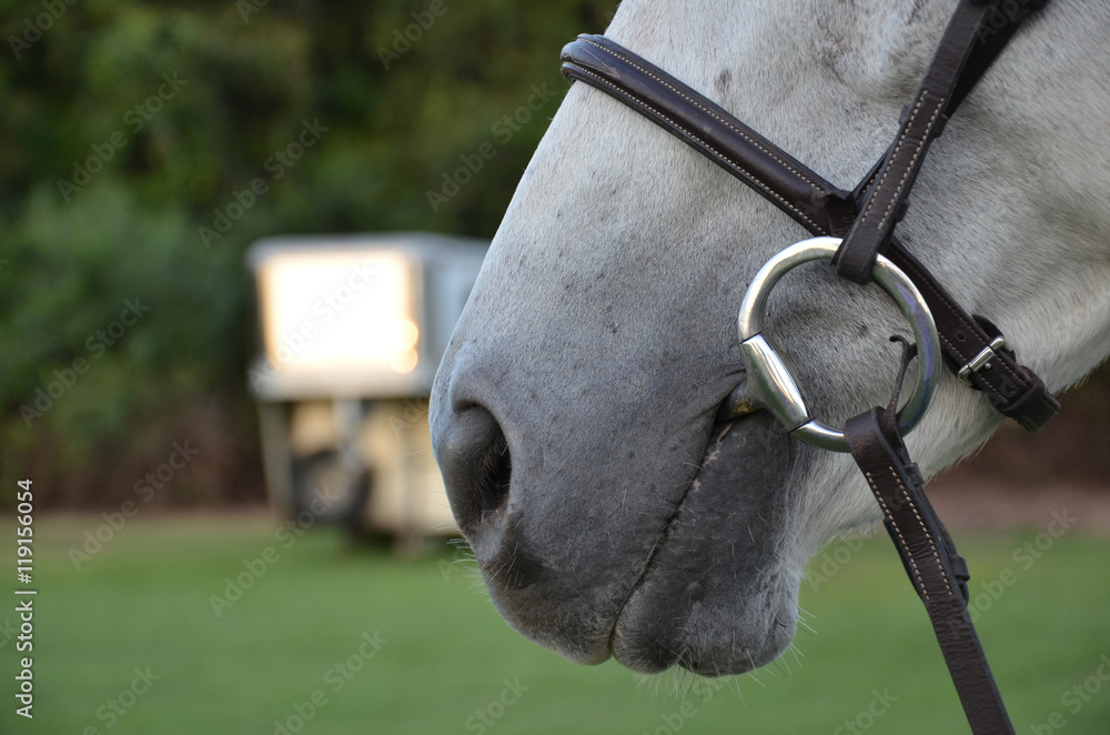 Obraz premium close up of mouth with a bit of a gray horse