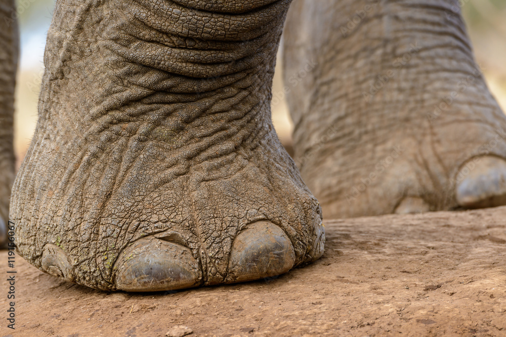 Obraz premium African Bush Elephant (Loxodonta africana). Detail of foot and toe nails. Mashatu Game Reserve. Northern Tuli Game Reserve. Botswana