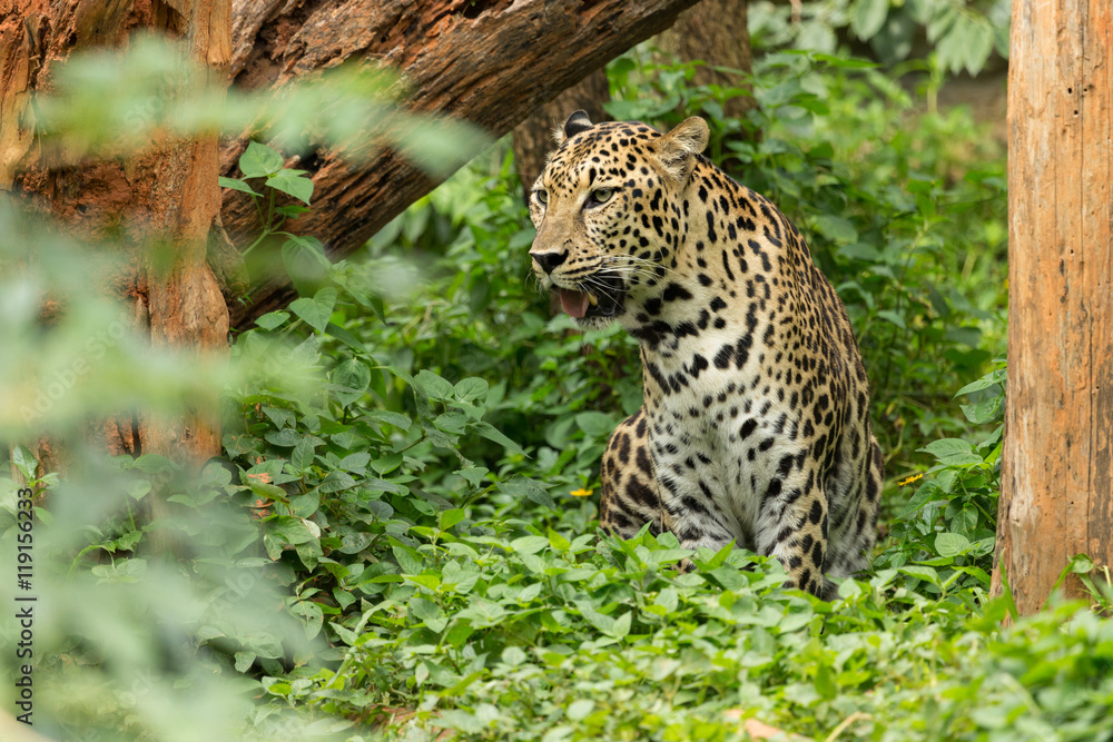 Leopard sitting in the park Leopard sitting in the park