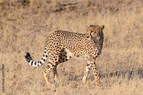 Fototapeta Naklejka Na Ścianę i Meble -  Cheetah (Acinonyx jubatus) walking. Mashatu Game Reserve. Northern Tuli Game Reserve.  Botswana