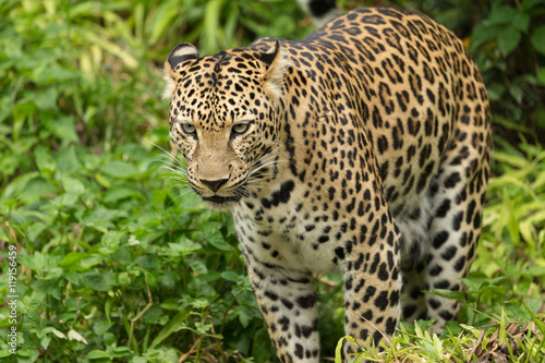 Portrait of leopard © tomava